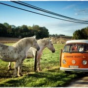 VW Combi chevaux 4