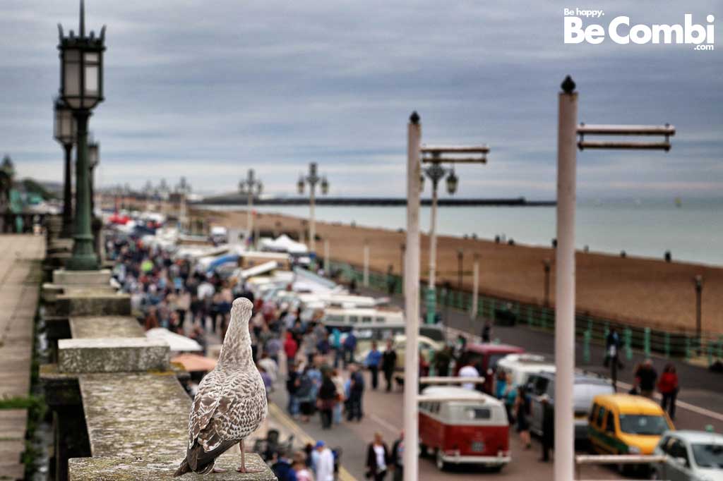 Même les mouettes sont au spectacle...